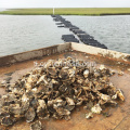 Ang HDPE Oyster Farming Aquaculture Bag Wholesale